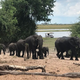 Elephants like these in the Chobe National Park are developing survival mechanisms in response threats.